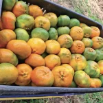 Venta de mandarina arrayana Empresa Citrisander - Cítricos Santander