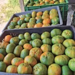 Venta de mandarina arrayana Empresa Citrisander - Cítricos Santander