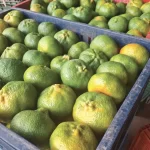 Venta de mandarina arrayana Empresa Citrisander - Cítricos Santander