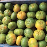 Venta de mandarina arrayana Empresa Citrisander - Cítricos Santander