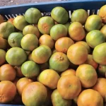 Venta de mandarina lisa Empresa Citrisander - Cítricos Santander