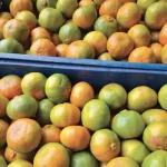 Venta de mandarina lisa Empresa Citrisander - Cítricos Santander