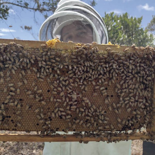 núcleos de abejas y material genético - Apiarios Bosques del Yarumo