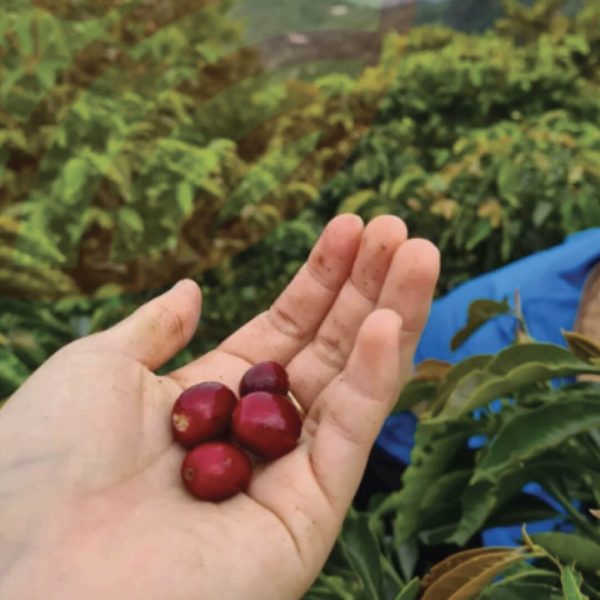 Tour a caballo, café y panela- Kamarija toda una experiencia