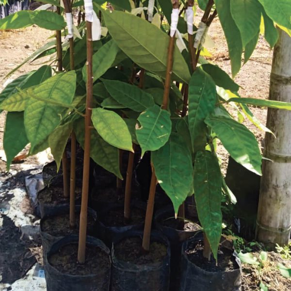 Plantas de aguacate injerto Viviero Agrovida