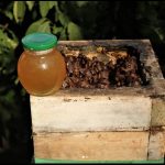 Mieles el Carrizal, apicultura sostenible