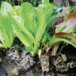 Plántulas vivas o para cultivos - Fromnativo