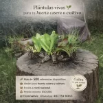 Plántulas vivas o para cultivos - Fromnativo