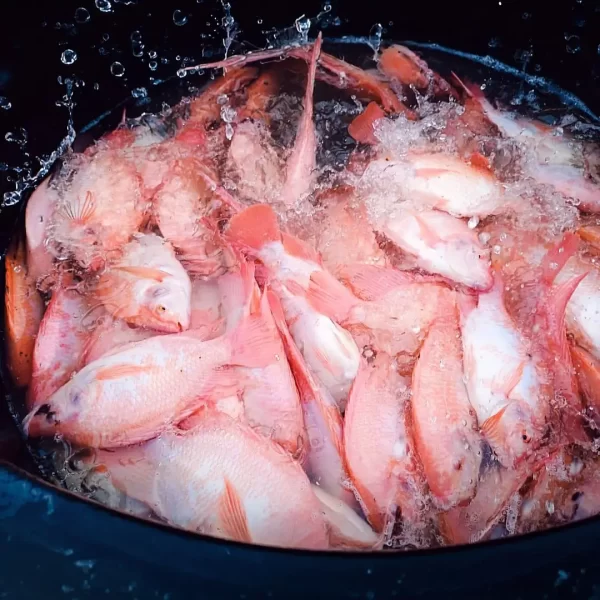 venta de Tilapia roja Emprendimiento Piscícola LA ZUNILDA